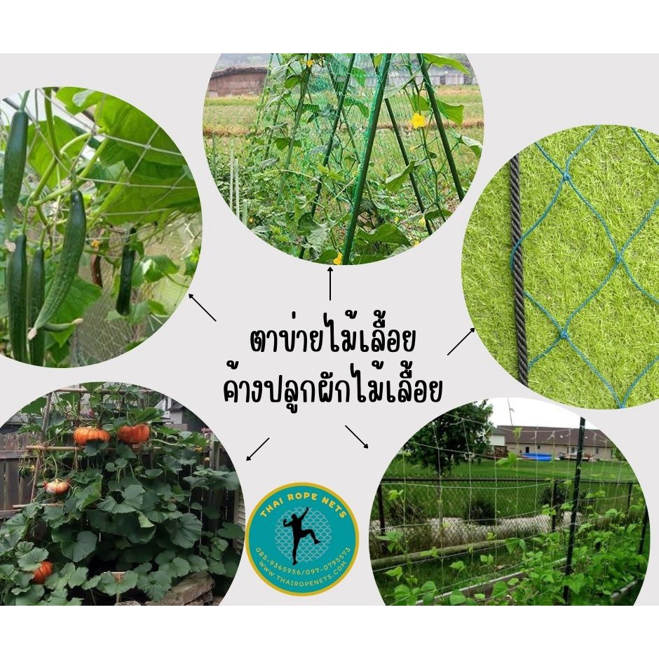ตาข่ายปลูกไม้เลื้อย ตาข่ายทำค้างผักตาข่ายปลูกแตงกวา ปลูกฟักทอง ค้างปลูกผัก พร้อมร้อยเชือกขอบ มีขนาดให้เลือก ติดตั้งง่าย