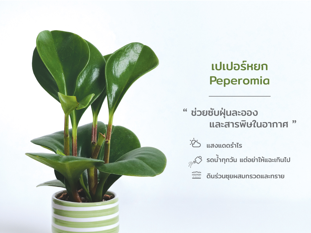 ปฏิทิน ปฎิทินตั้งโต๊ะ2568 Calendar2025 ชุด12พันธุ์ไม้ฟอกอากาศ ปฏิทินไทย มีบอกวันพระ วันหยุด