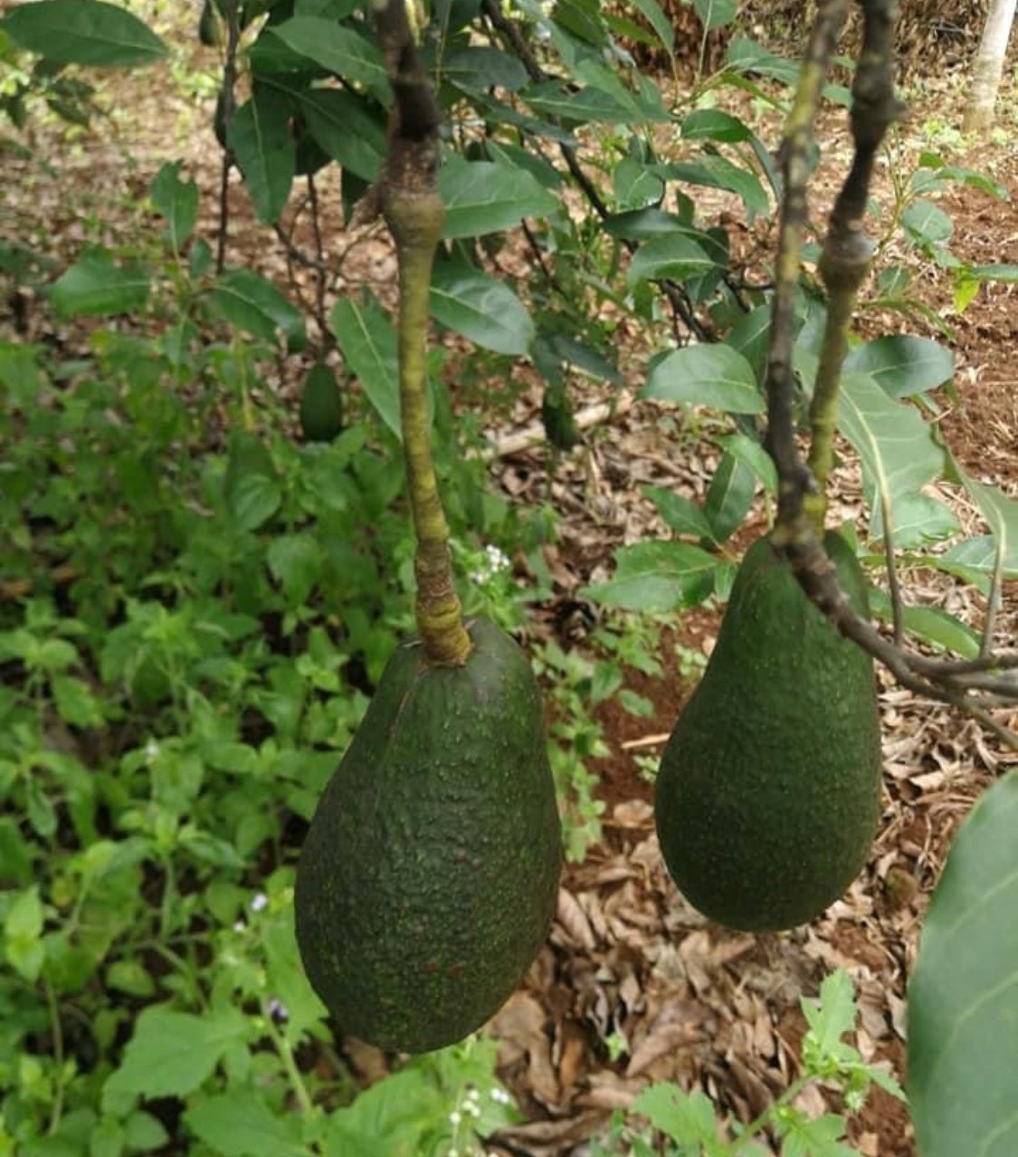 อะโวคาโด พันธุ์เฟอร์เต้