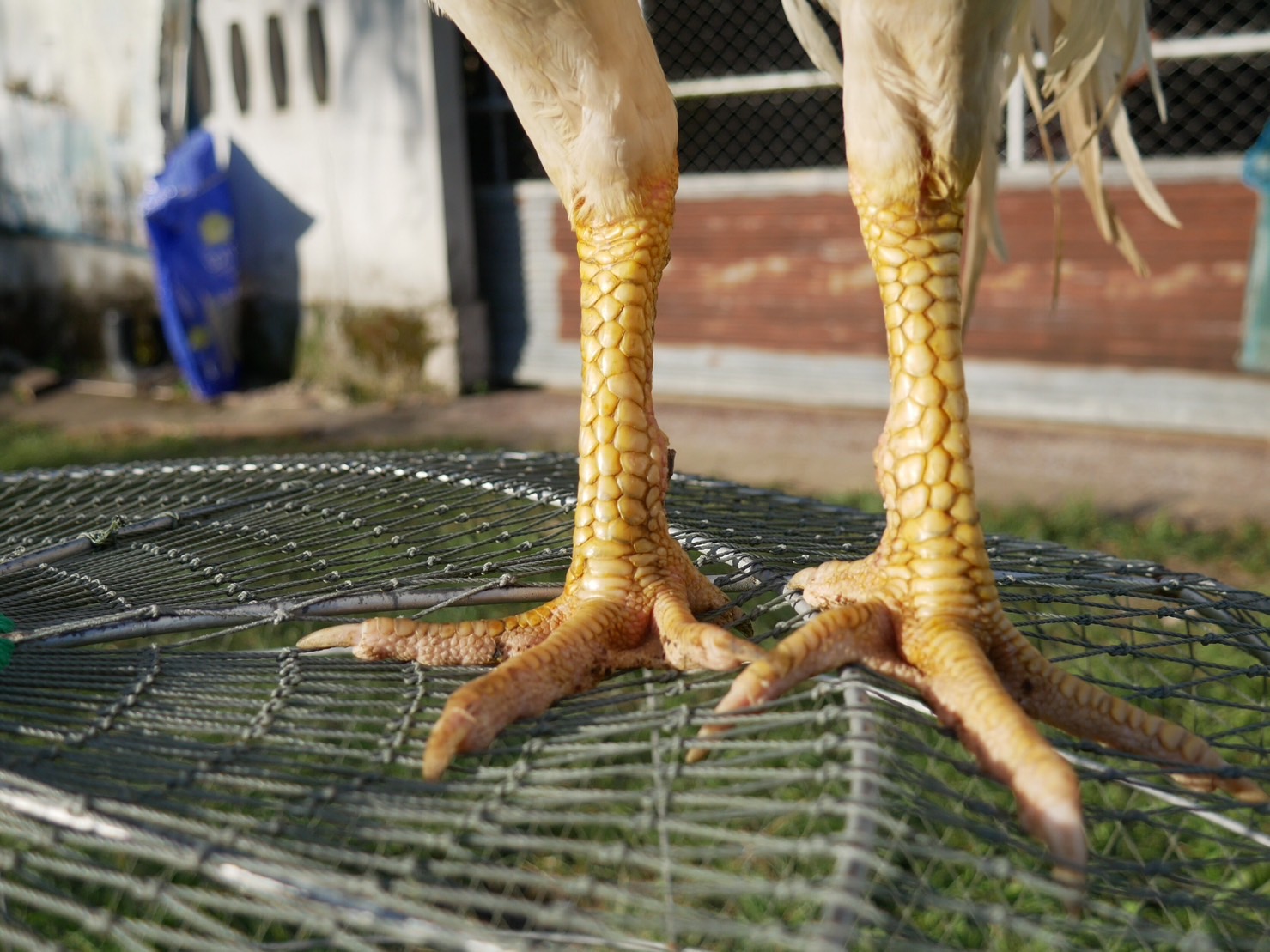 ชี ชนะแล้ว 1 ไฟล์ นน. 3.1