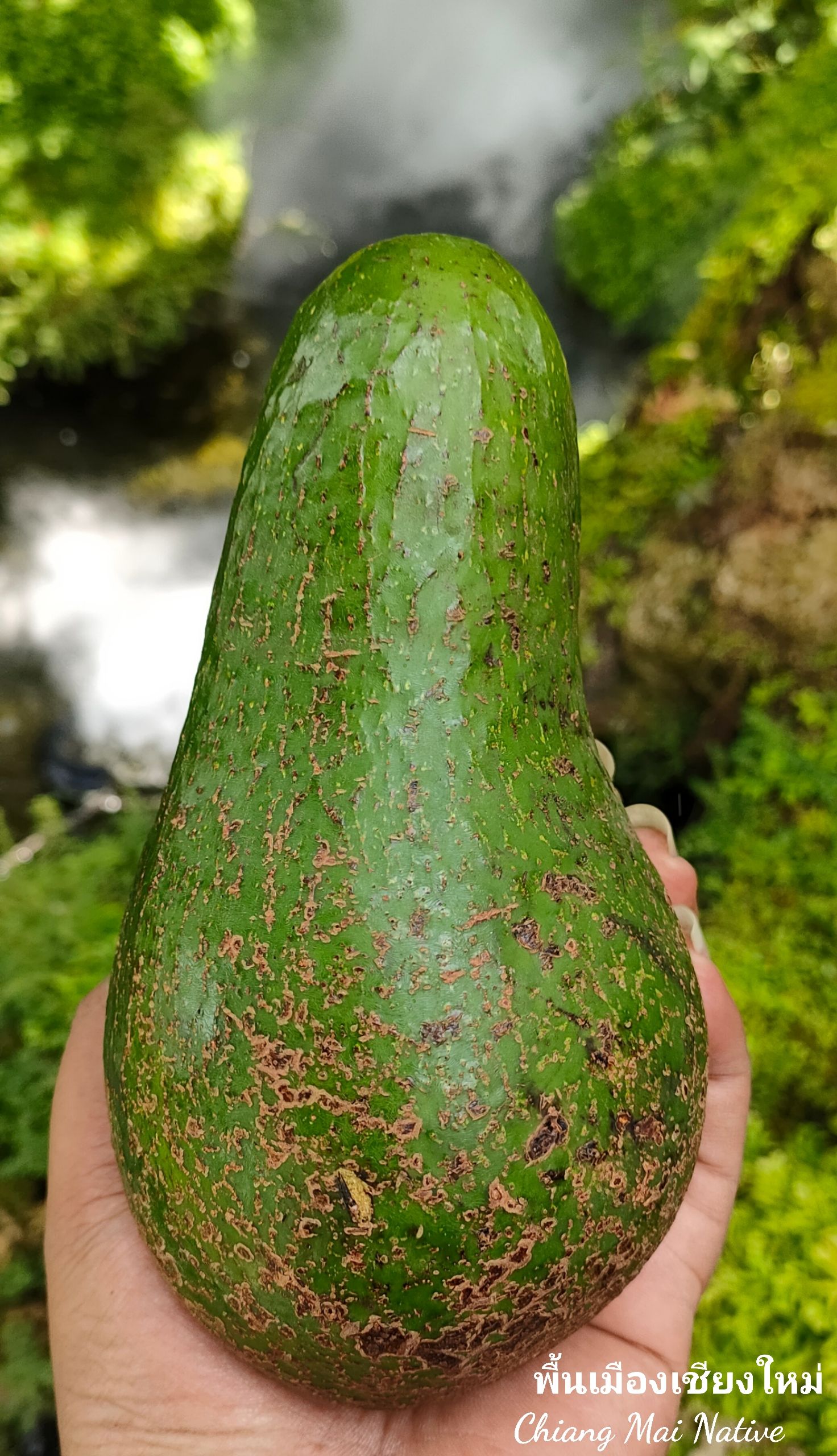 อะโวคาโด พื้นเมืองเชียงใหม่