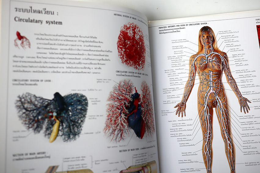 พจนานุกรมรูปภาพ ร่างกายของเรา