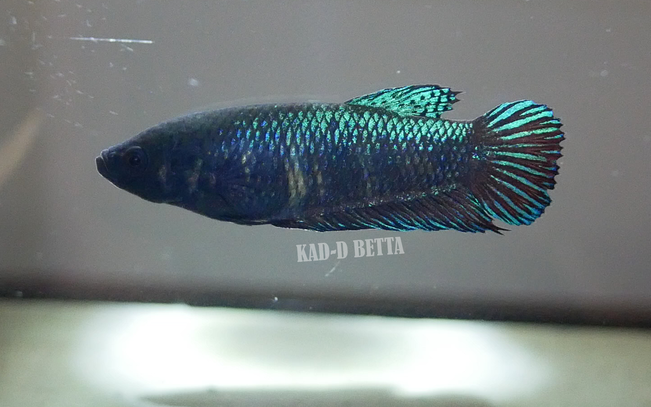แม่พันธุ์หม้อร้อย สีเขียวแดง
