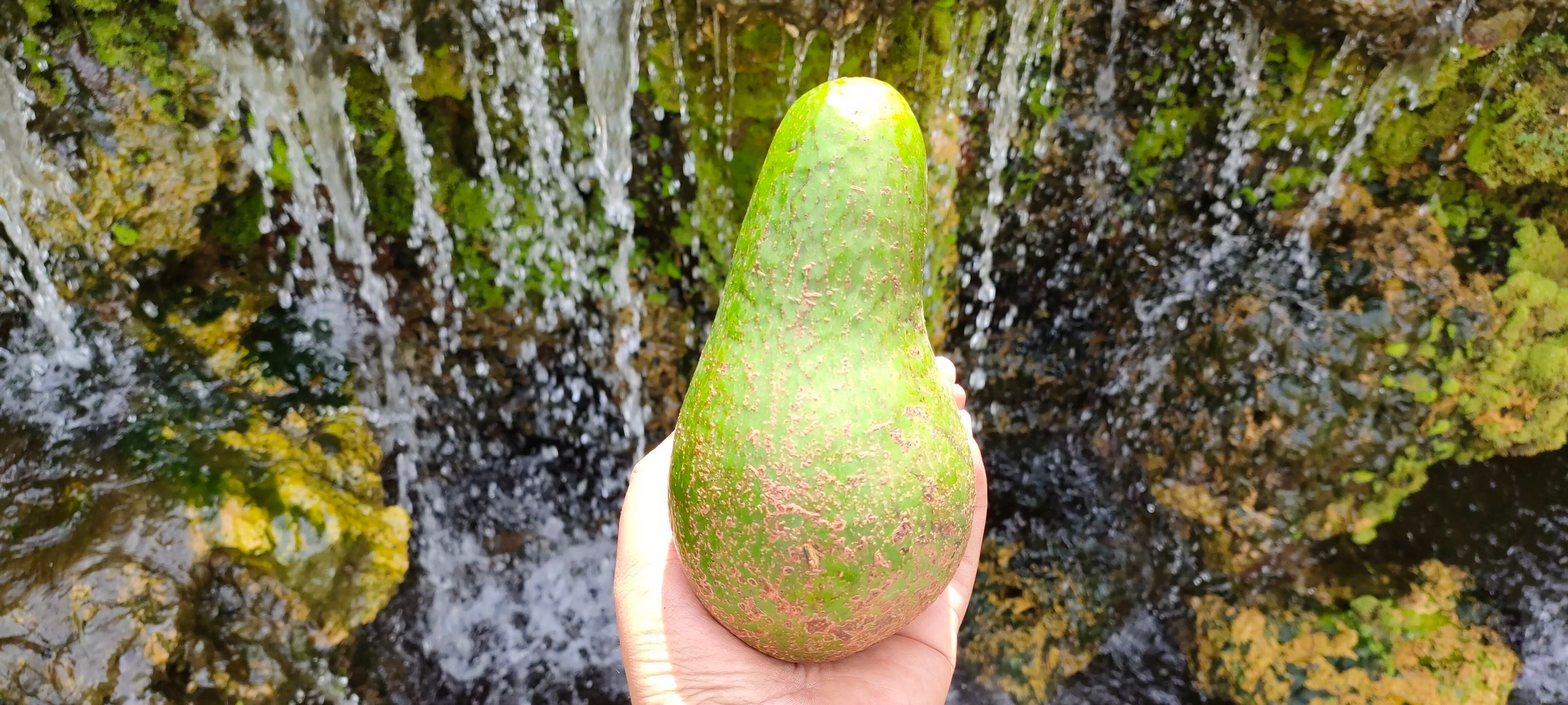 อะโวคาโด พื้นเมืองเชียงใหม่