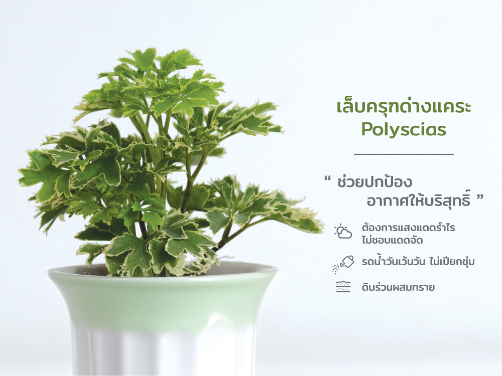 ปฏิทิน ปฎิทินตั้งโต๊ะ2568 Calendar2025 ชุด12พันธุ์ไม้ฟอกอากาศ ปฏิทินไทย มีบอกวันพระ วันหยุด