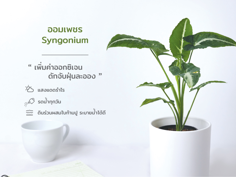 ปฏิทิน ปฎิทินตั้งโต๊ะ2568 Calendar2025 ชุด12พันธุ์ไม้ฟอกอากาศ ปฏิทินไทย มีบอกวันพระ วันหยุด