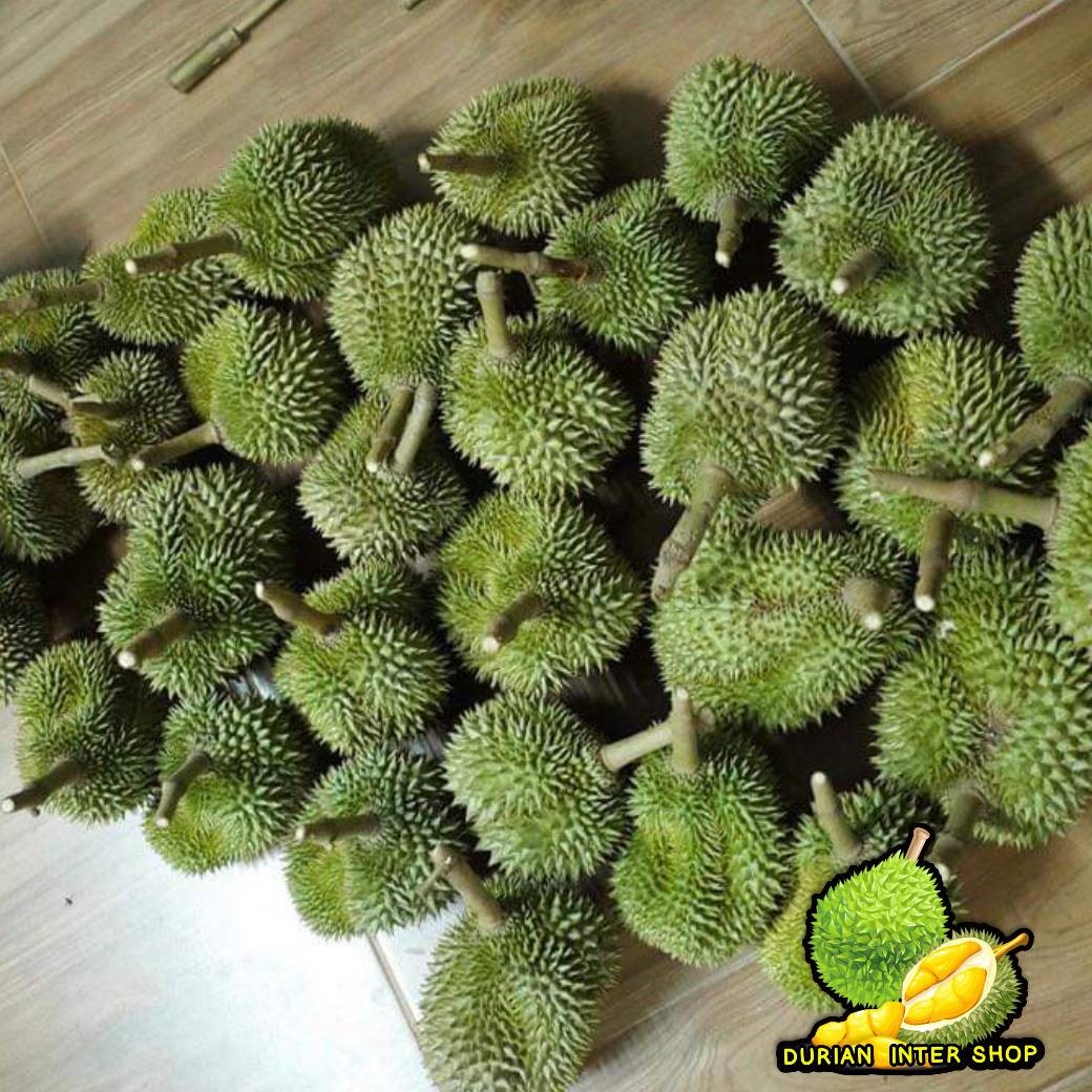 ทุเรียนหลงลับแล