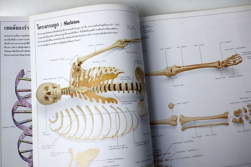 พจนานุกรมรูปภาพ ร่างกายของเรา