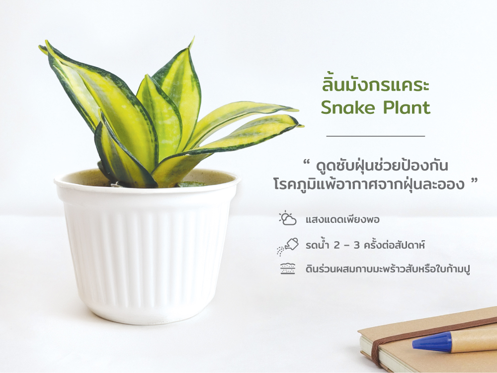 ปฏิทิน ปฎิทินตั้งโต๊ะ2568 Calendar2025 ชุด12พันธุ์ไม้ฟอกอากาศ ปฏิทินไทย มีบอกวันพระ วันหยุด