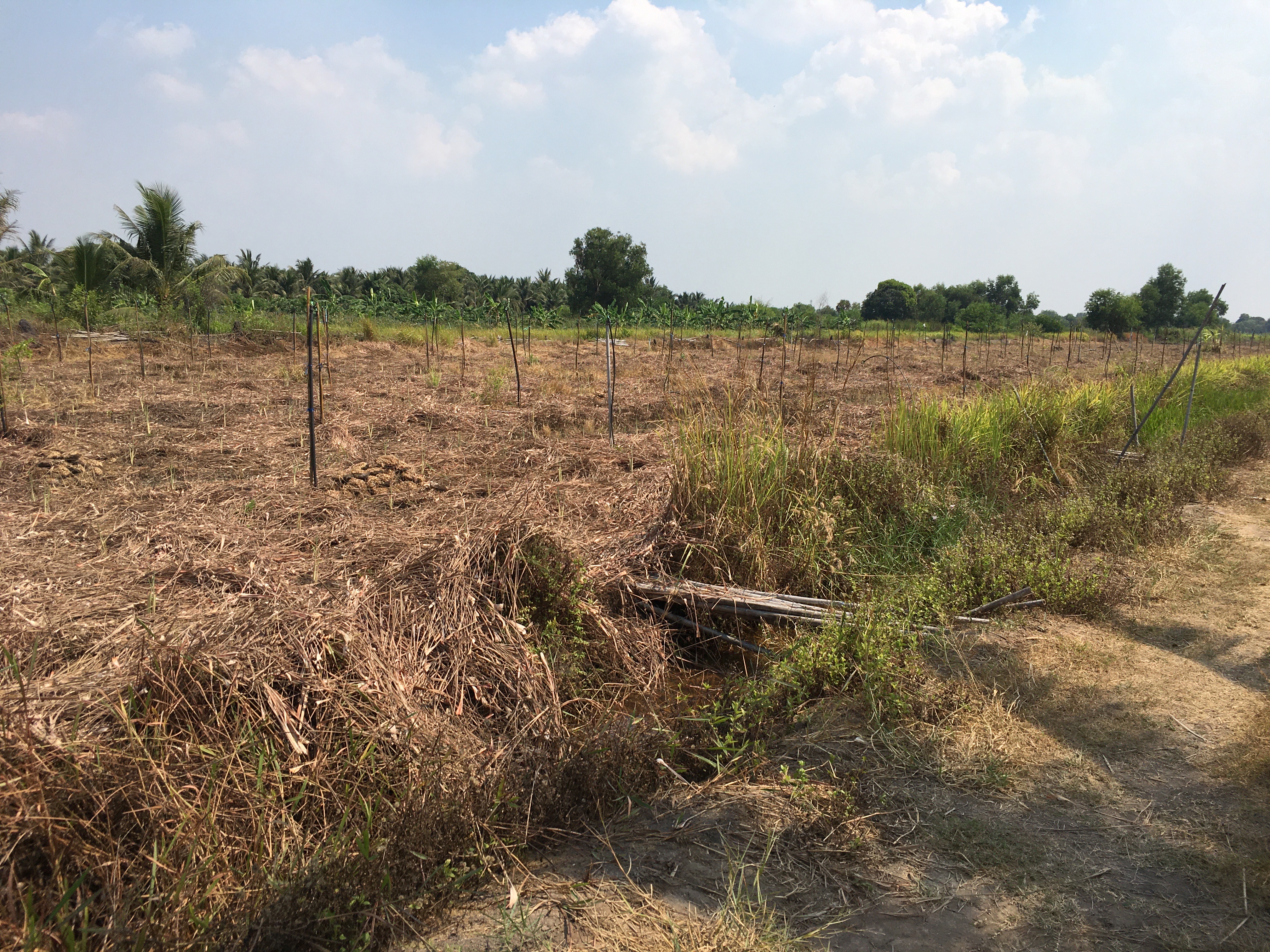 ขายที่ดิน 4 ไร่ 3 งาน 92ตรว.ต.บึงกาสาม อ.หนองเสือ จ.ปทุมธานี