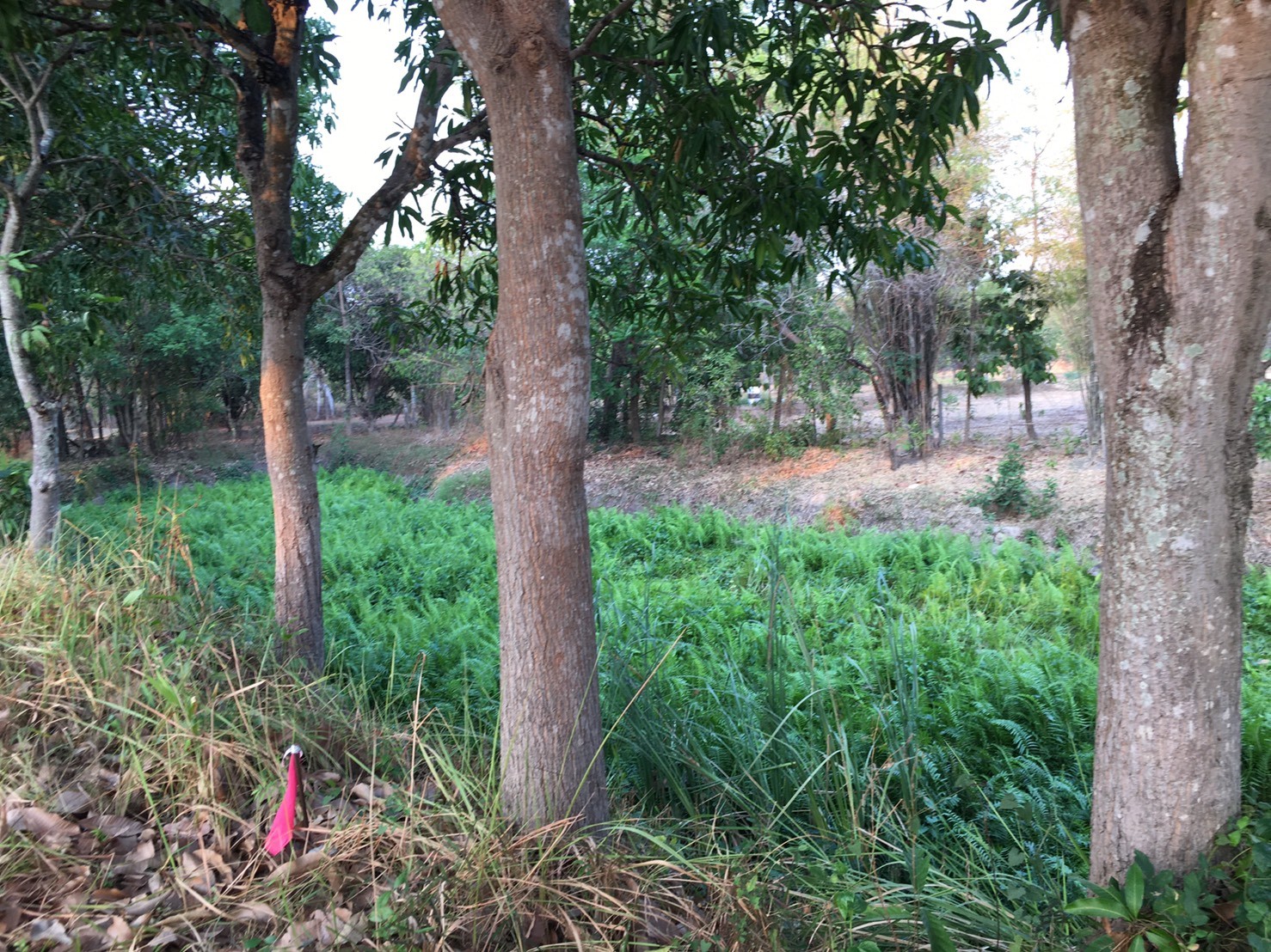 ขายที่ดิอยู่ฝั่งตรงข้ามโรงเกลือนครนายก เนื้อที่ 10 ไร่กว่าๆ