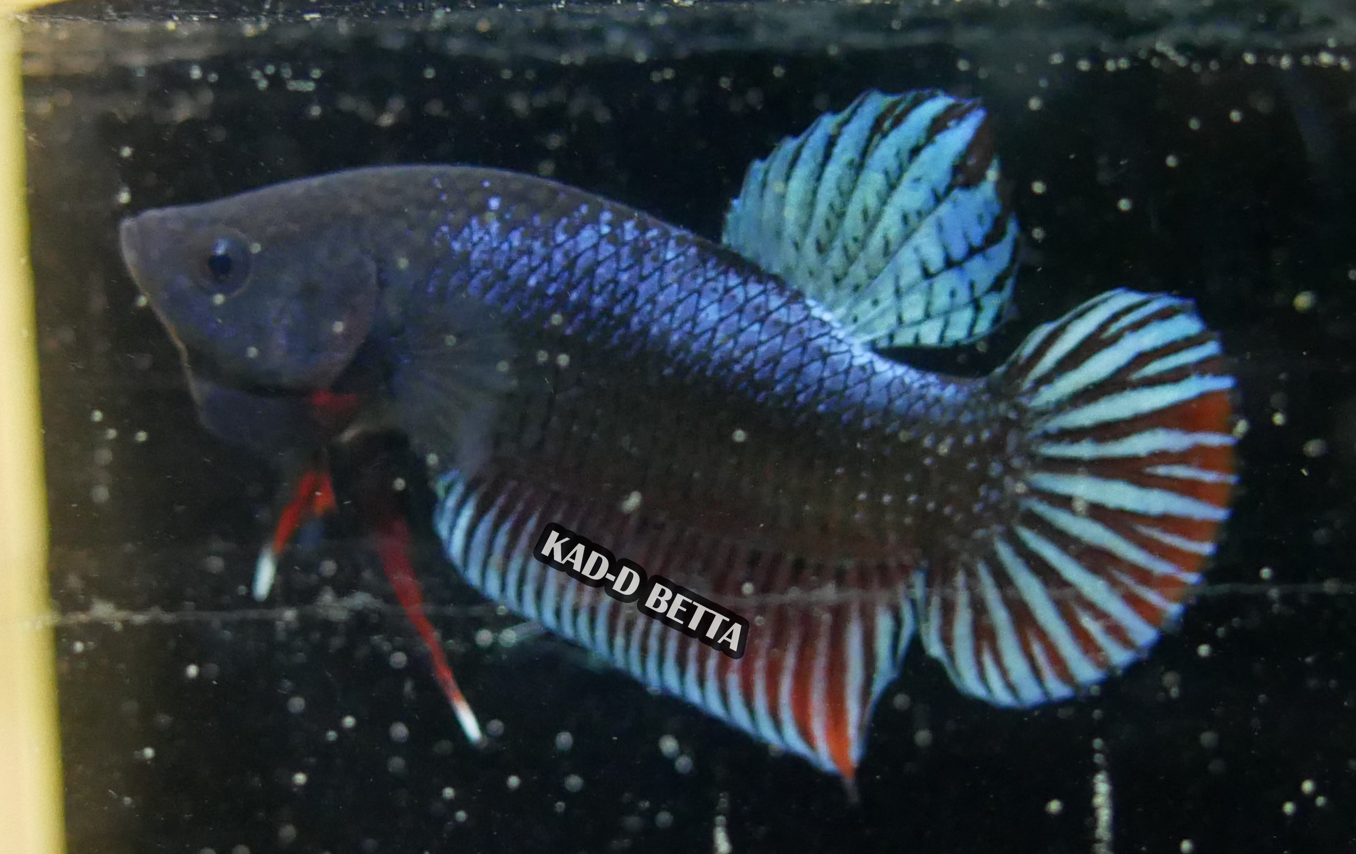 HM-4 มาเลลูกร้อย สายพ่อมาเลลูกนอก รอย 1.1-1.2 สีเทา