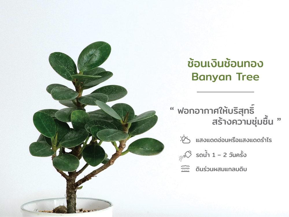 ปฏิทิน ปฎิทินตั้งโต๊ะ2568 Calendar2025 ชุด12พันธุ์ไม้ฟอกอากาศ ปฏิทินไทย มีบอกวันพระ วันหยุด