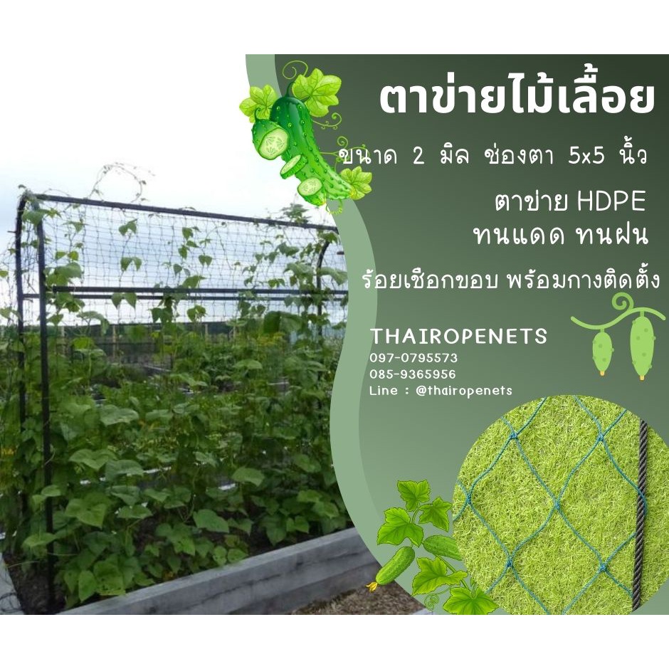 ตาข่ายปลูกไม้เลื้อย ตาข่ายทำค้างผักตาข่ายปลูกแตงกวา ปลูกฟักทอง ค้างปลูกผัก พร้อมร้อยเชือกขอบ มีขนาดให้เลือก ติดตั้งง่าย