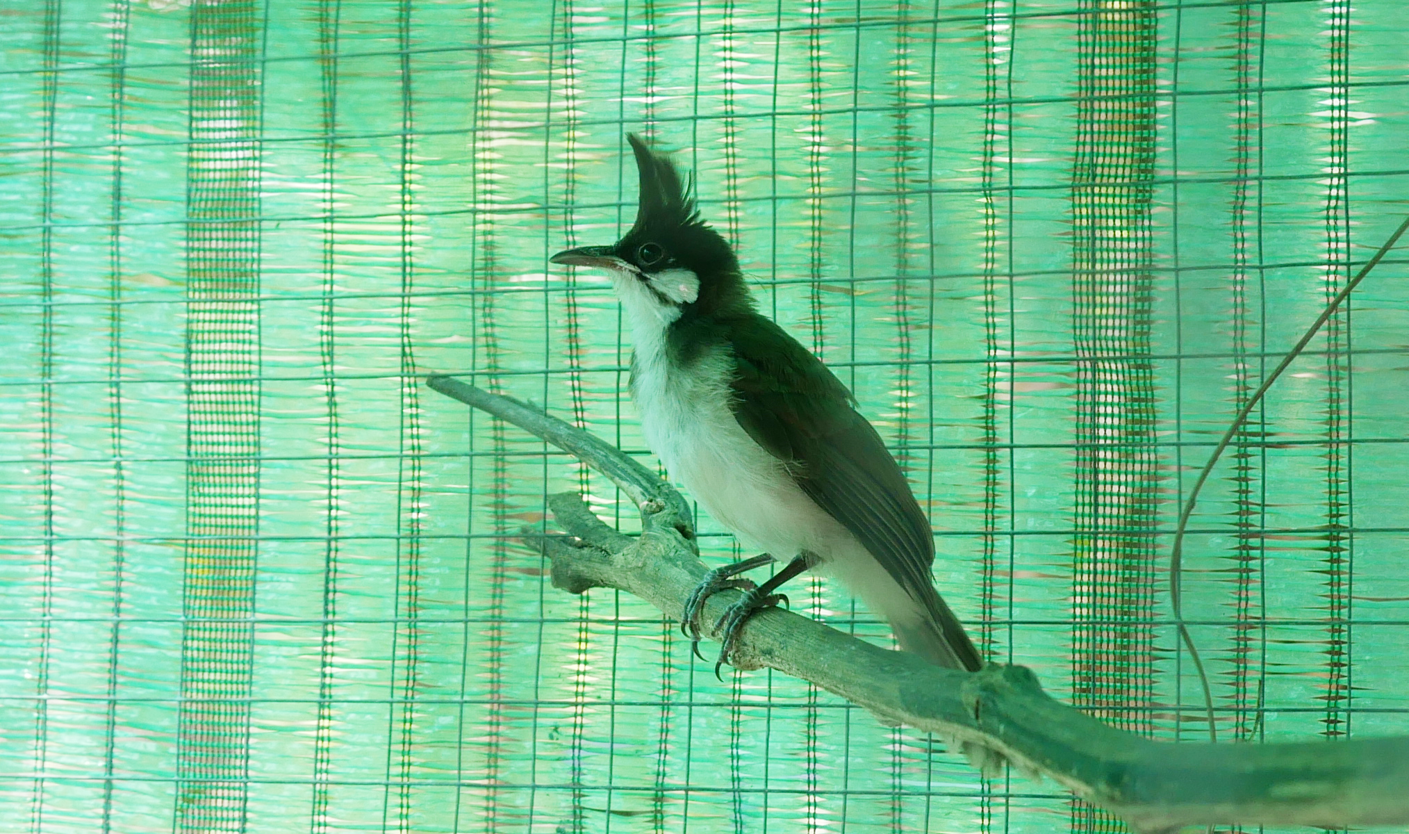 นกกรงหัวจุกลูกเพาะ สายเวียดนามร้อย