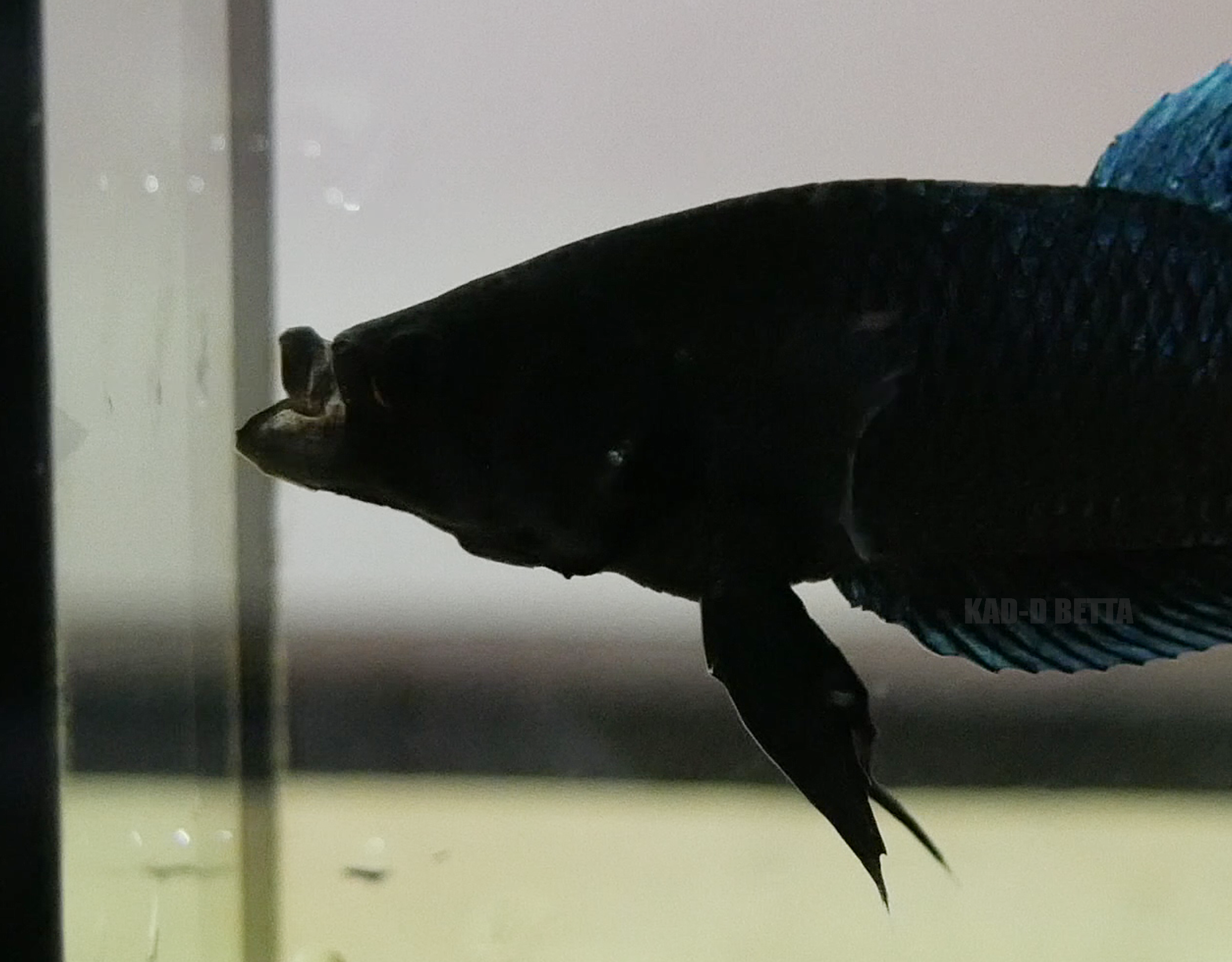 K9 ปลาเชิงดีเหมาะทำสายพันธุ์ รอย 1.7-2.0