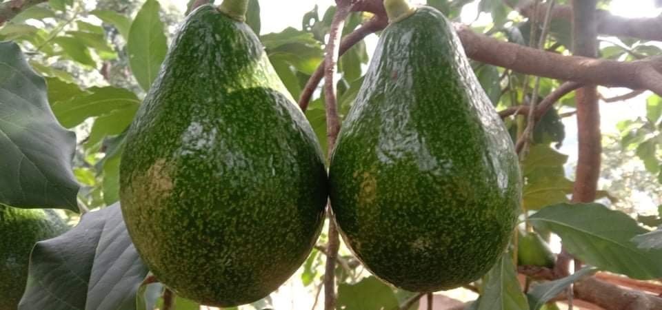 อะโวคาโด พื้นเมืองเชียงใหม่