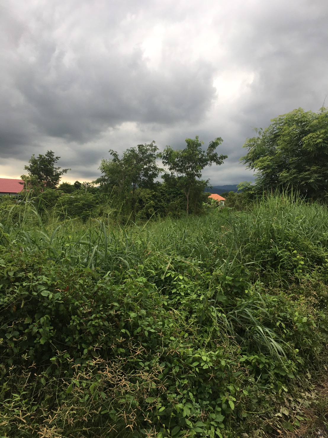 ขายที่ดินติดวัดหลวงพ่อปากแดง พื้นที่ 2 ไร่ 2 งาน 1ตารางวา ต.สาลิกา อ.เมือง จ.นครนายก