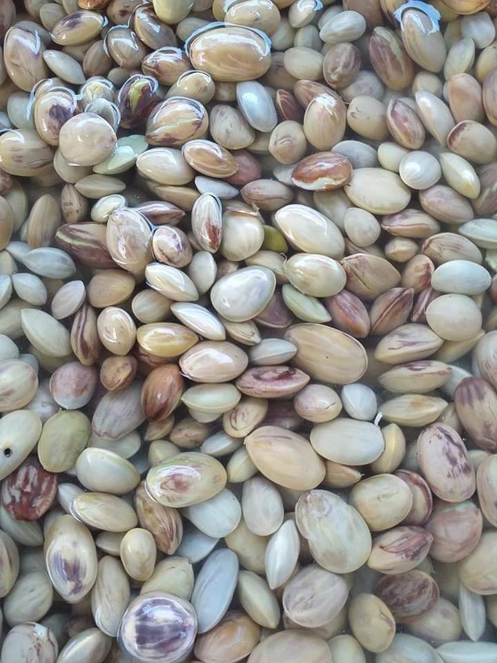 สะตอดอง