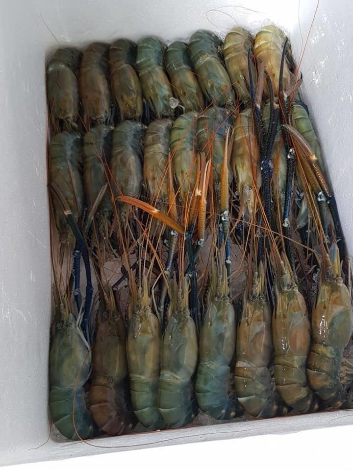 กุ้งจัมโบ้