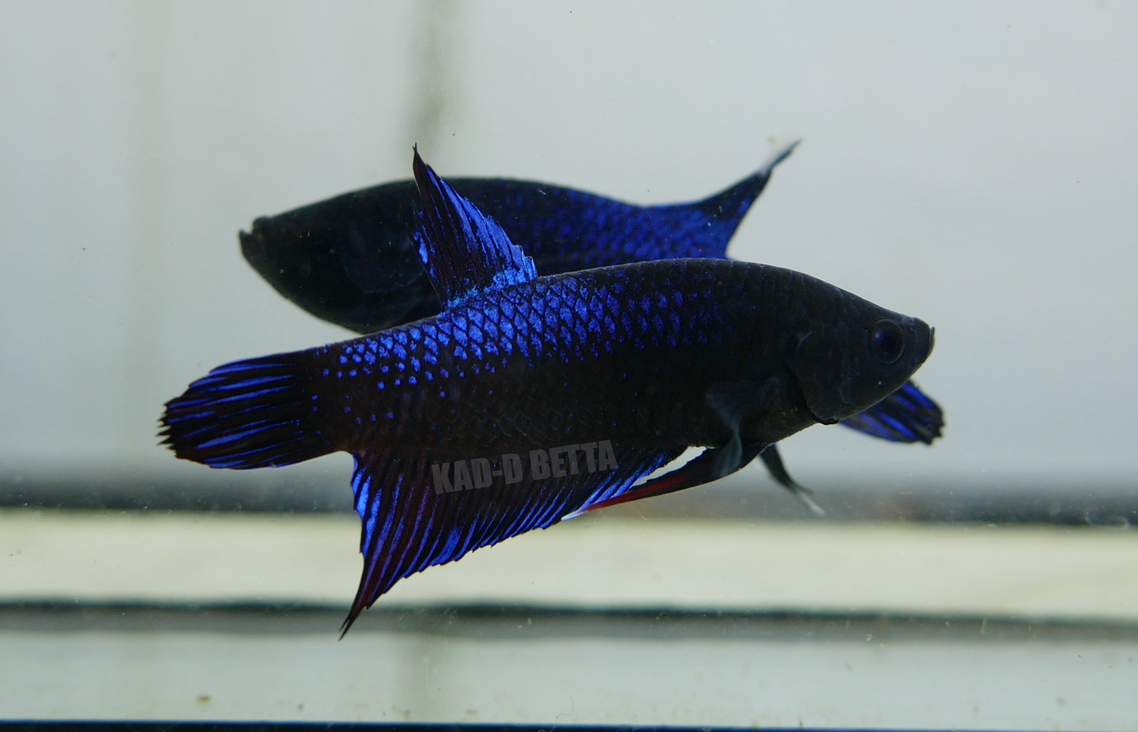 เบอร์ 8 รอย 1.3 ปลา 3 สี คราม เทา เขียว (แผลกัดตามรูปที่2)