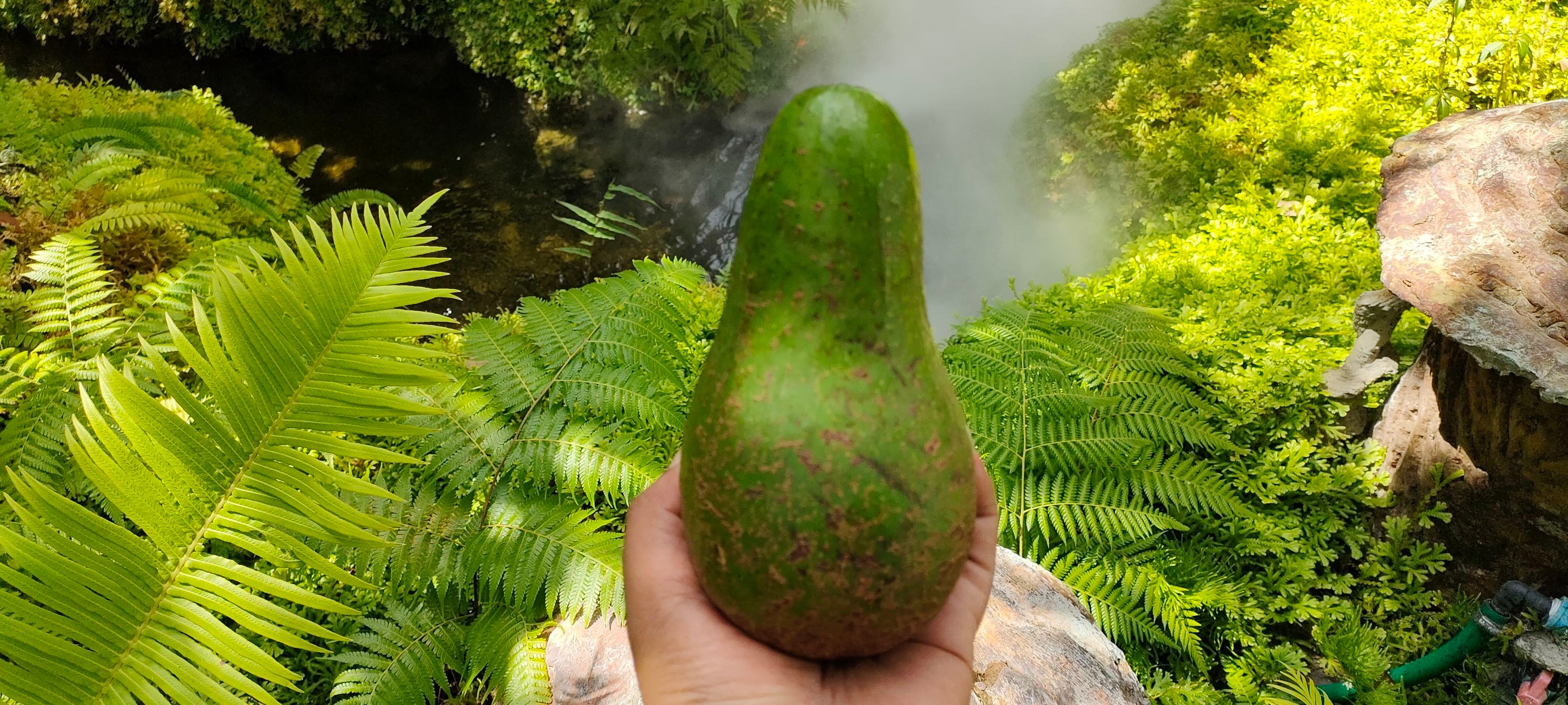 อะโวคาโด พื้นเมืองเชียงใหม่