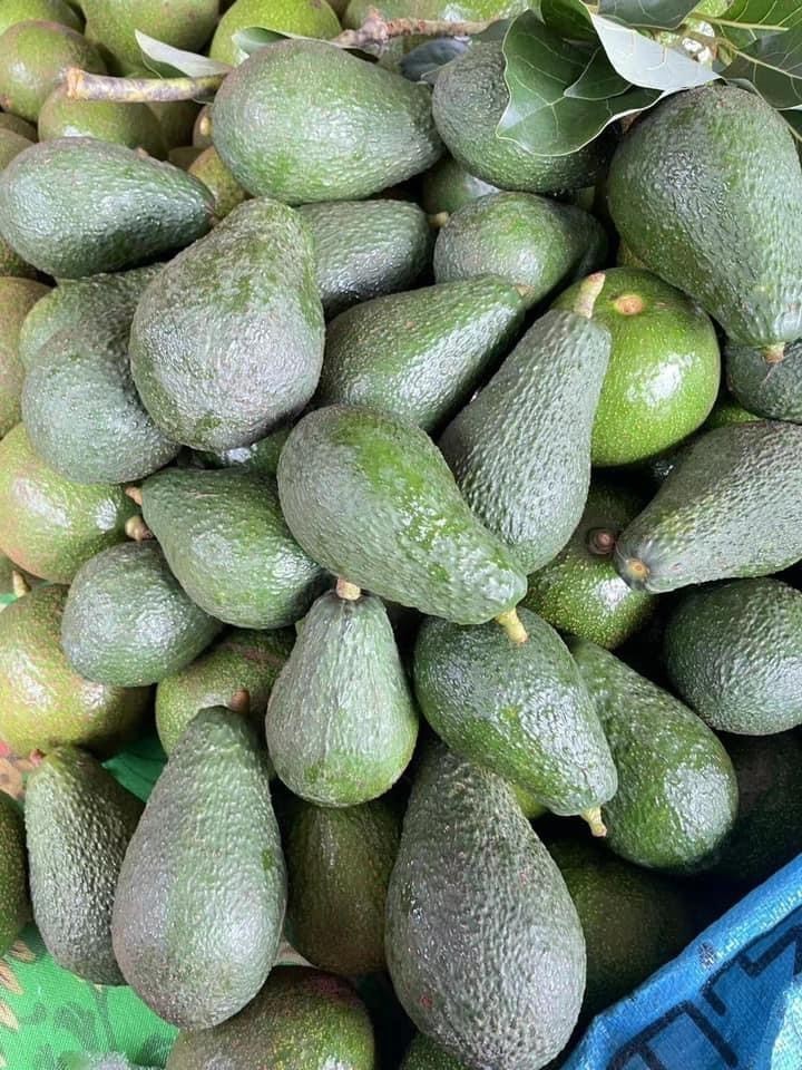 อะโวคาโด พันธุ์เฟอร์เต้