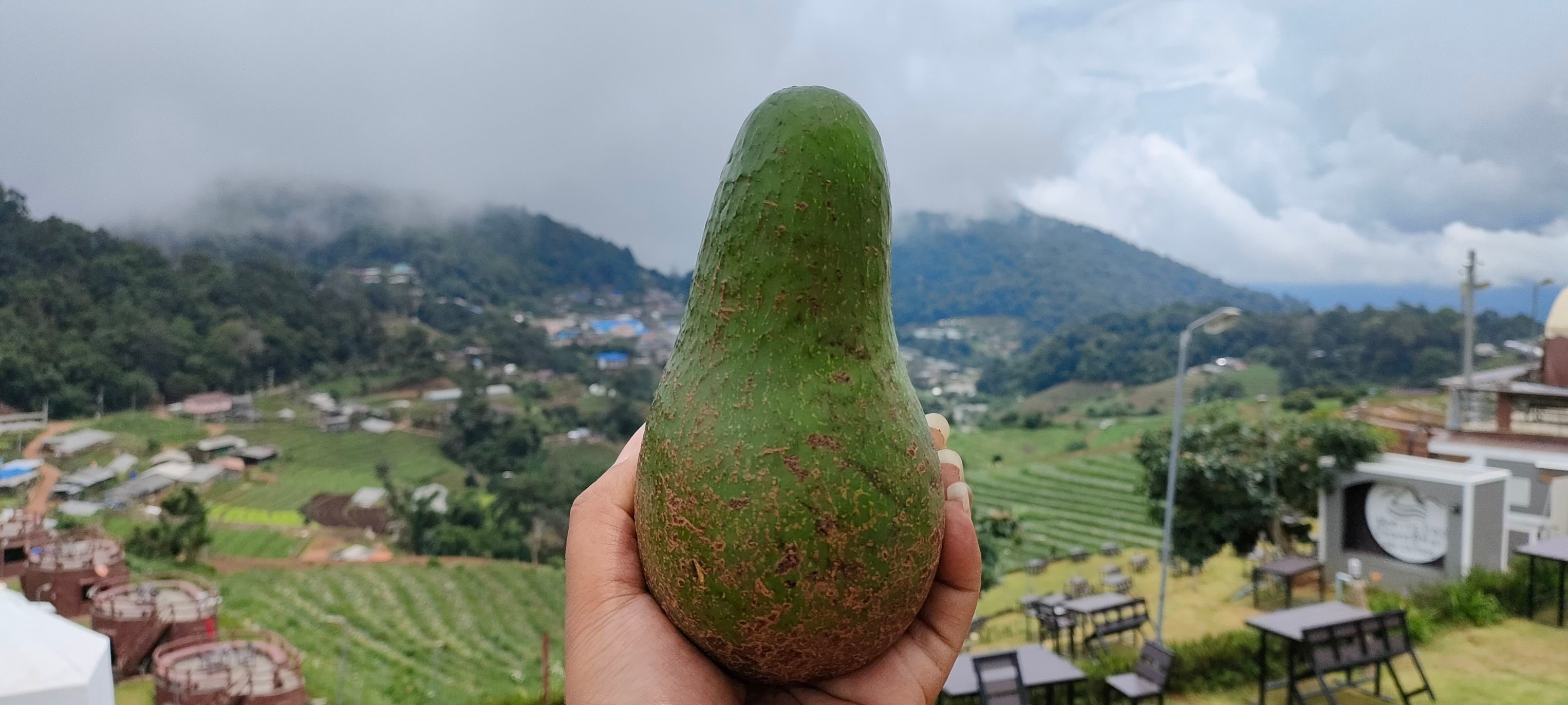 อะโวคาโด พื้นเมืองเชียงใหม่