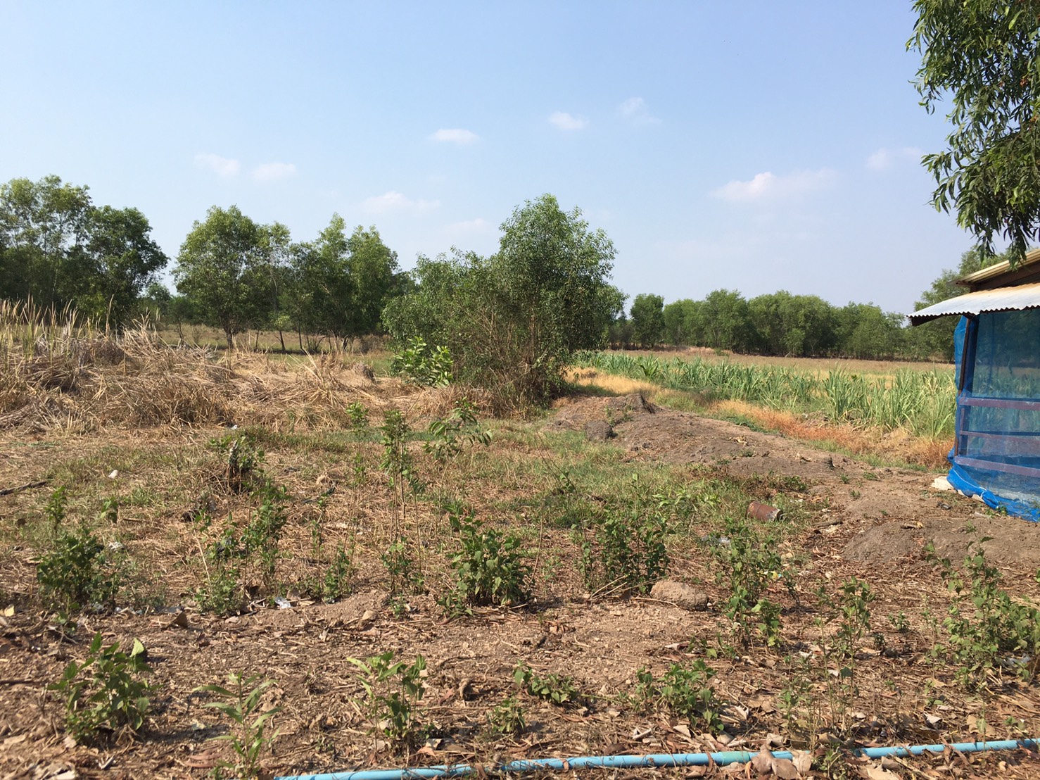 ขายที่ดินคลอง4 เนื้อที่ 10ไร่ ข้างวัดตะวันเรือง ต.คลองสี่ อ.คลองหลวง จ.ปทุมธานี