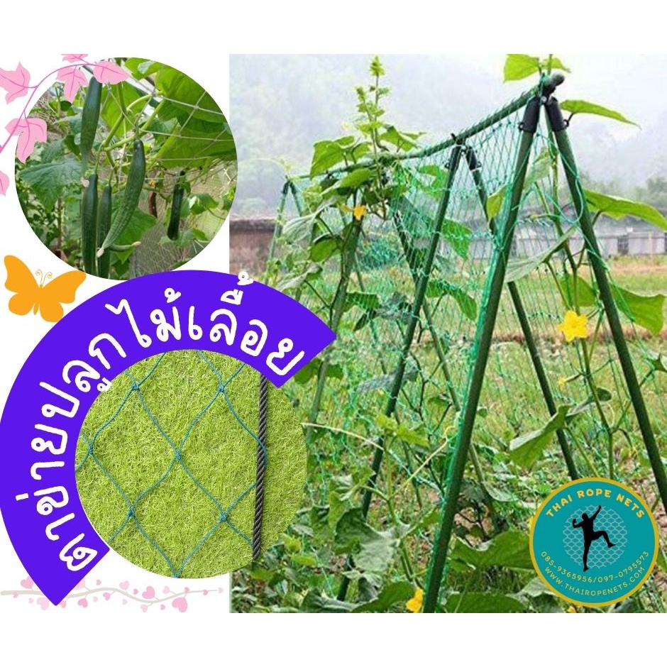 ตาข่ายปลูกไม้เลื้อย ตาข่ายทำค้างผักตาข่ายปลูกแตงกวา ปลูกฟักทอง ค้างปลูกผัก พร้อมร้อยเชือกขอบ มีขนาดให้เลือก ติดตั้งง่าย