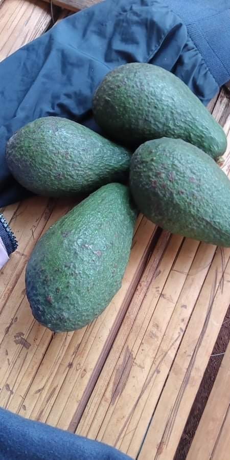 อะโวคาโด พันธุ์เฟอร์เต้