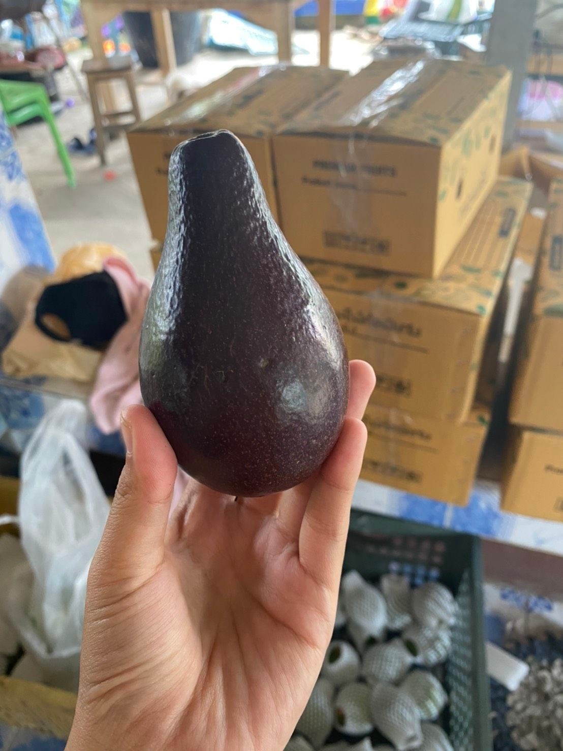 อะโวคาโด พื้นเมืองเชียงใหม่