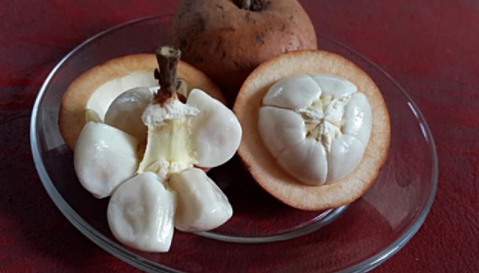 ลำแข ผลไม้พื้นบ้านภาคใต้