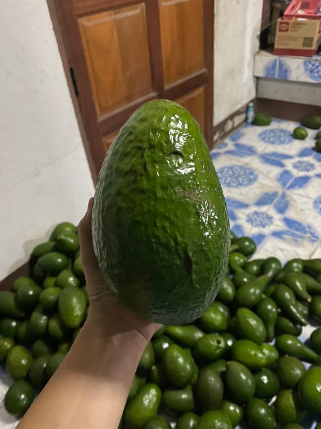 อะโวคาโด พื้นเมืองเชียงใหม่