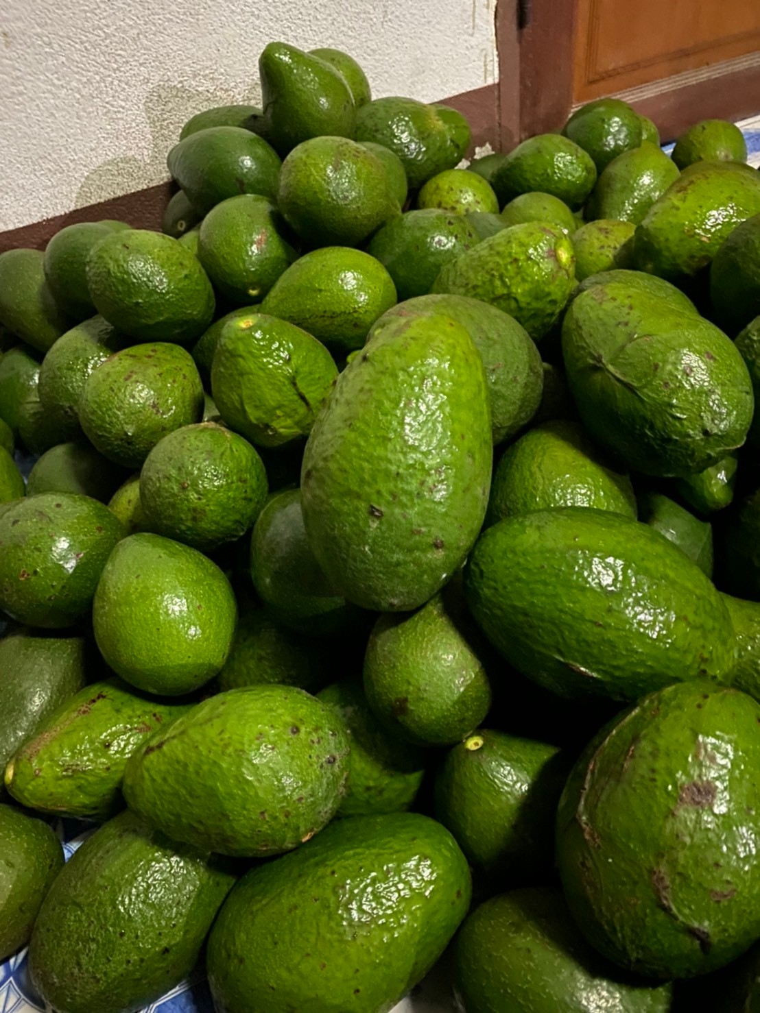 อะโวคาโด พื้นเมืองเชียงใหม่