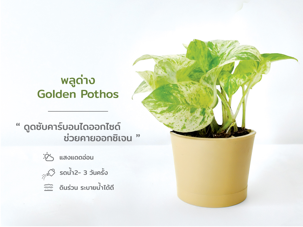 ปฏิทิน ปฎิทินตั้งโต๊ะ2568 Calendar2025 ชุด12พันธุ์ไม้ฟอกอากาศ ปฏิทินไทย มีบอกวันพระ วันหยุด