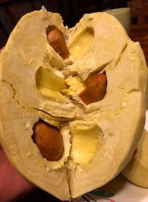 ทุเรียน เกรดพรีเมียม