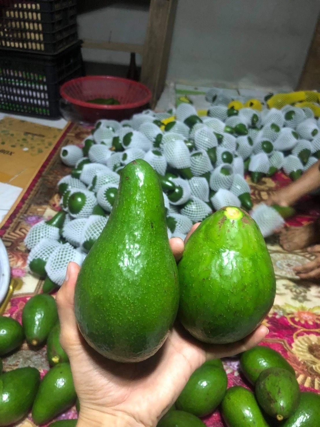 อะโวคาโด พื้นเมืองเชียงใหม่