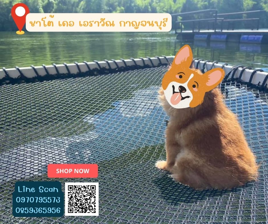 รีวิวตาข่ายเปลนอน ไร้ปม ตาข่ายเปลนอนตามร้านอาหาร คาเฟ่ ตาข่ายนั่งเล่นตามร้านกาแฟ