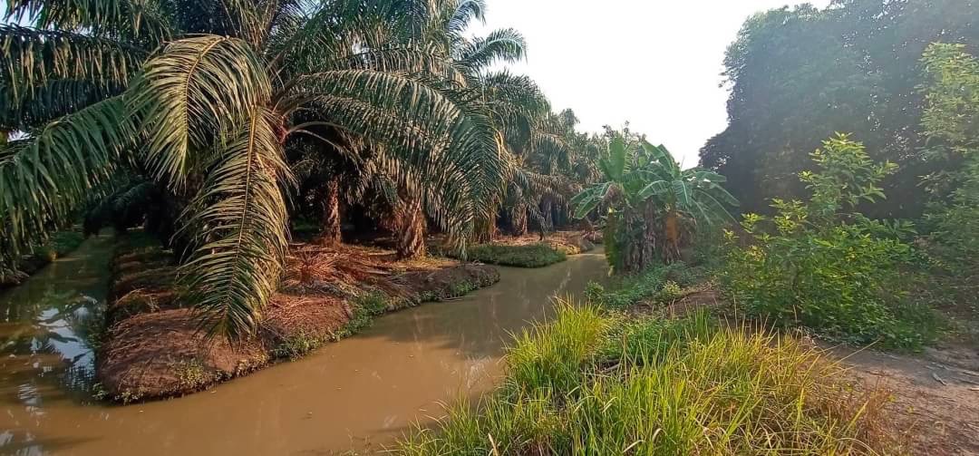 ขายที่ดิน 2 ไร่ 2 งาน99ตรว. ต.นพรัตน์ อ.หนองเสือ จ.ปทุมธานี