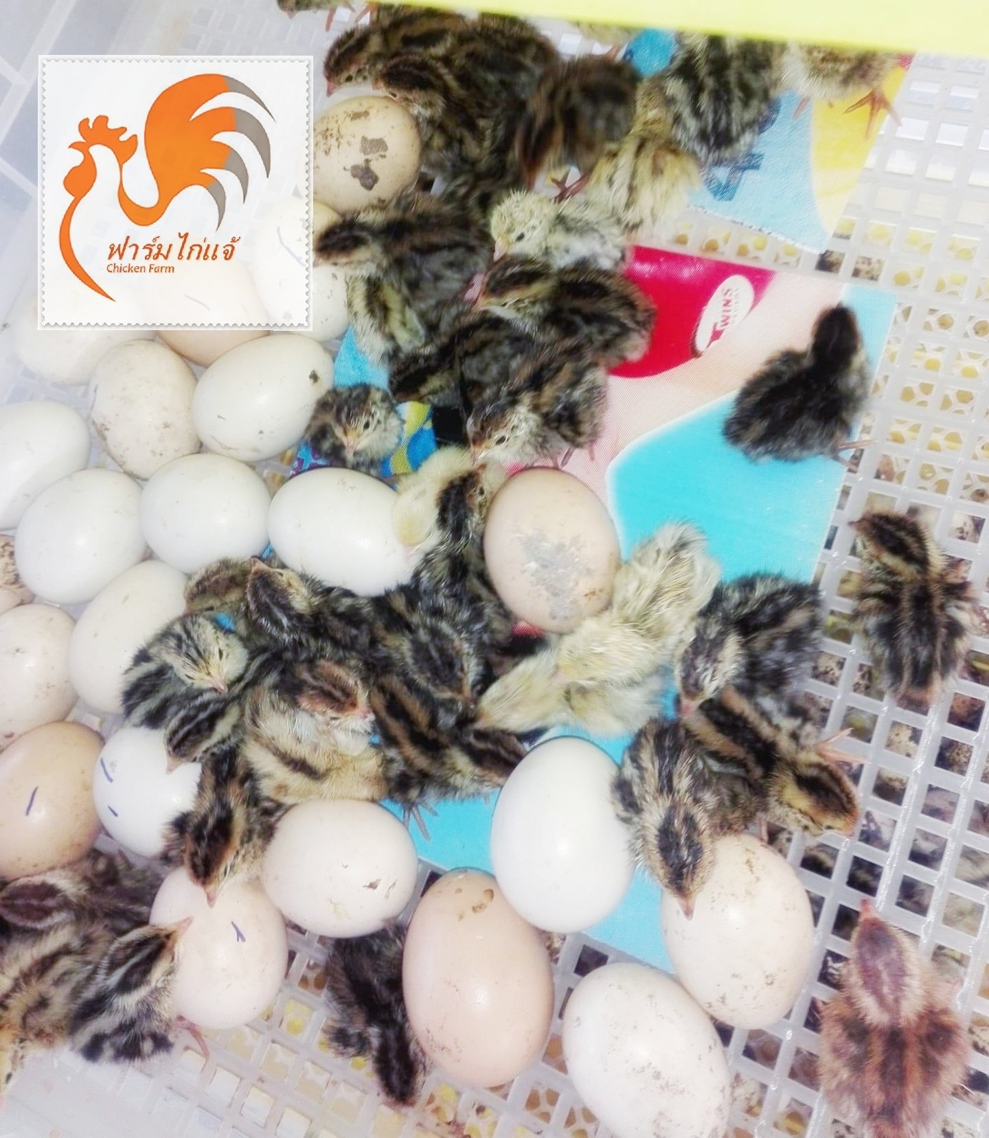 เครื่องฟักไข่นกกระทา