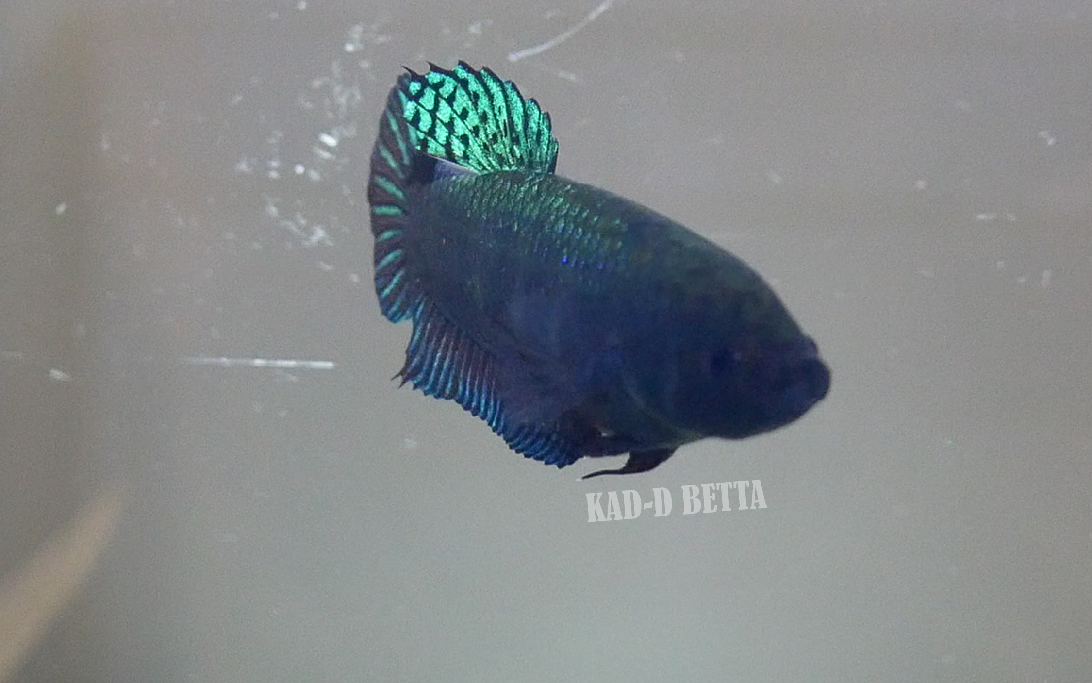 แม่พันธุ์หม้อร้อย สีเขียวแดง