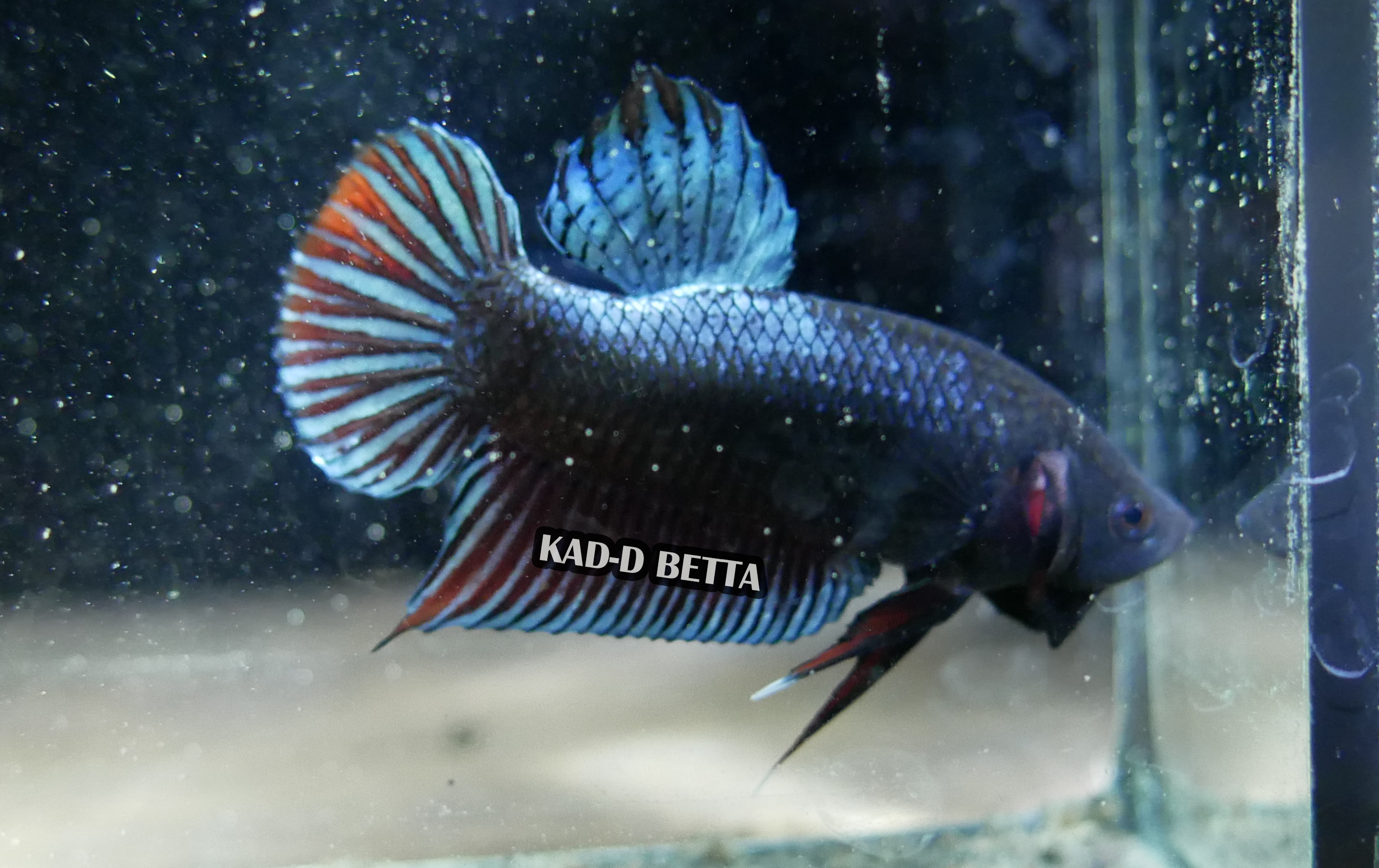 HM-4 มาเลลูกร้อย สายพ่อมาเลลูกนอก รอย 1.1-1.2 สีเทา