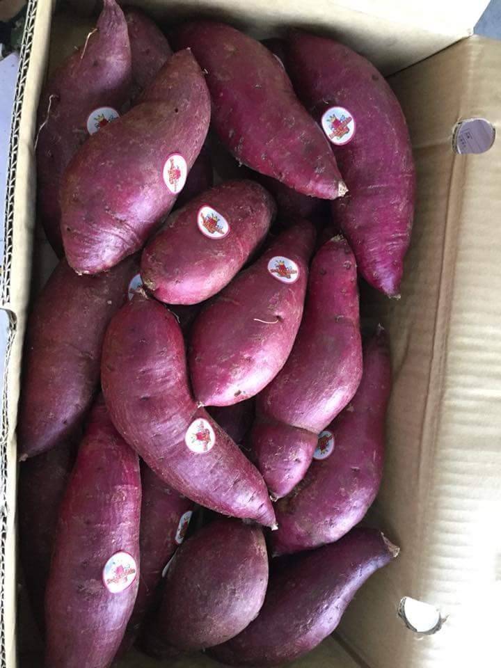 มันม่วงญี่ปุ่น