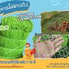 ตาข่ายเลี้ยงไก่ HDPE สีเขียว รุ่นหนา 1.5 มิล ช่องตา 1x1 นิ้ว เคลือบสารป้องกัน UV ทนแดด ทนฝน ใช้งานกลางแจ้ง มากกว่า 8-10 ปี