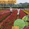 ตาข่ายเชือกไนล่อน ตาข่ายแปลงดอกไม้ ตาข่ายจัดระเบียบต้นไม้ ตาข่ายจัดระเบียบสวน ตาข่ายป้องกันสารยูวี ทนแดด ทนฝนได้ดี
