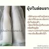 มุ้งไนล่อนขาว (ฺWhite Nylon Net) ตาข่ายไนล่อน มีลักษณะคล้ายมุ้งลวดประตูหน้าต่าง นิยมใช้เป็นมุ้งกันแมลงหรือศัตรูพืช เหมาะแก่การทำเกษตร หรือ กระชังเลี้ยงสัตว์น้ำ
