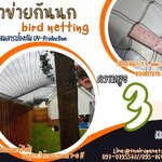 ตาข่ายกันนกเข้าแปลงผัก bird netting สีเขียวขี้ม้า ความสูง 3 เมตร รุ่น 1.5 มิล ช่องตา 2x2 นิ้ว กดเลือกความยาวตามต้องการได้เลย