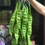 สะตอ ส่งทั่วไทย