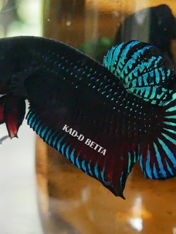 แบ่งทำสาย หม้อมาเลลูกร้อย vip แนะนำครับ